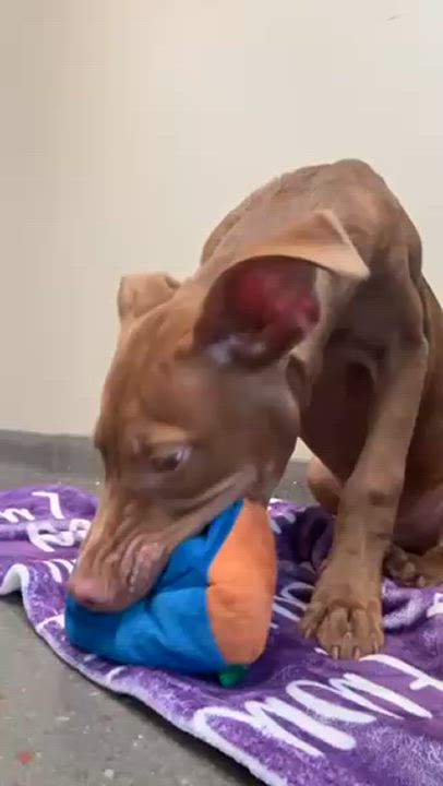 Enlarge Kane, a Adoptable Pit Bull Terrier in Valparaiso, IN video 4/4