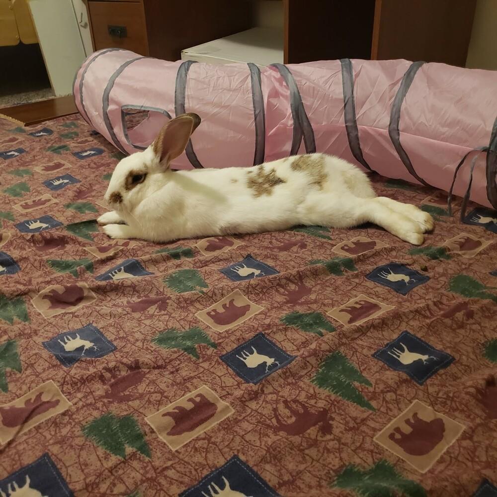 Eclair, Adoptable, Adult Female English Spot.