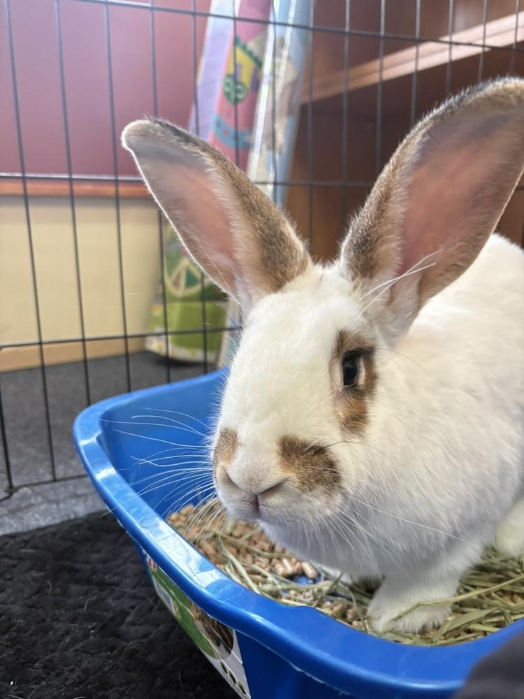 Eclair, a Adoptable mixed breed in Pasco, WA image 2/6