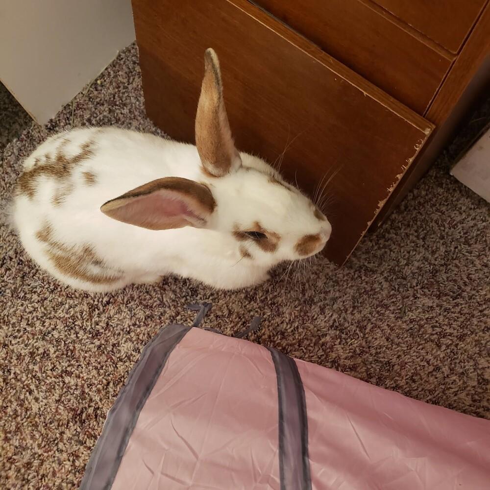 Eclair, a Adoptable mixed breed in Pasco, WA image 2/6