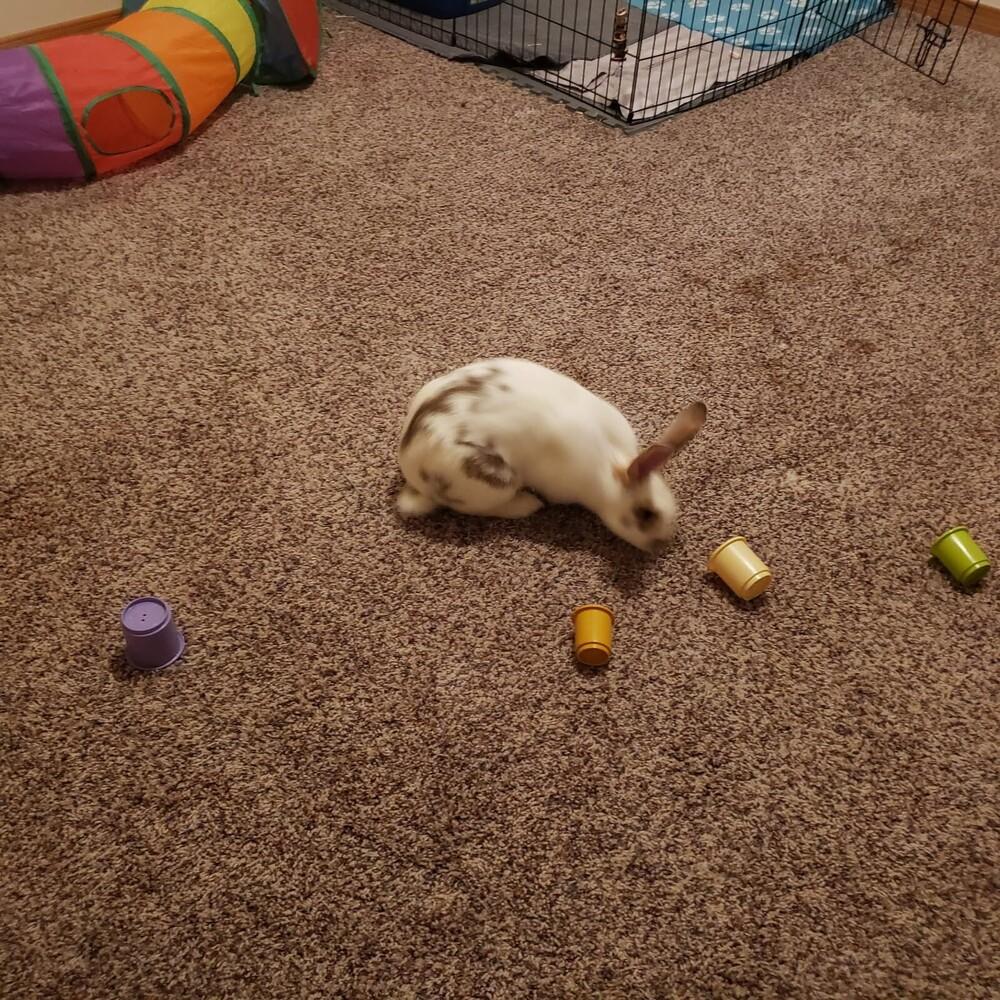 Eclair, a Adoptable mixed breed in Pasco, WA image 3/6