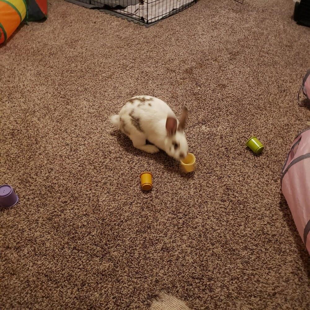 Eclair, a Adoptable mixed breed in Pasco, WA image 4/6