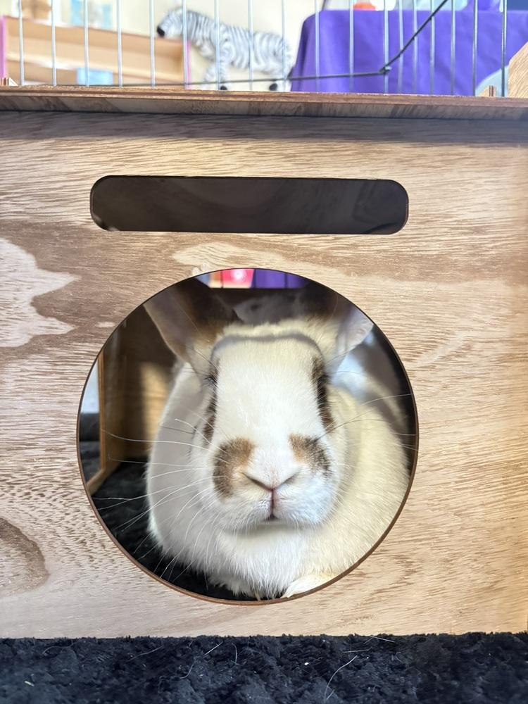 Eclair, a Adoptable mixed breed in Pasco, WA image 4/6