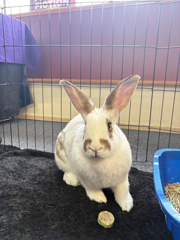 Eclair, a Adoptable mixed breed in Pasco, WA image 5/6