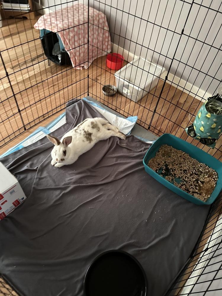 Eclair, a Adoptable mixed breed in Pasco, WA image 5/6