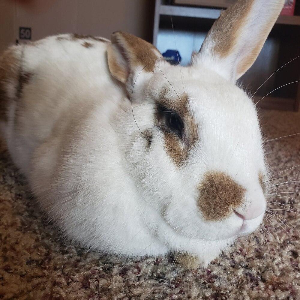 Eclair, a Adoptable mixed breed in Pasco, WA image 6/6