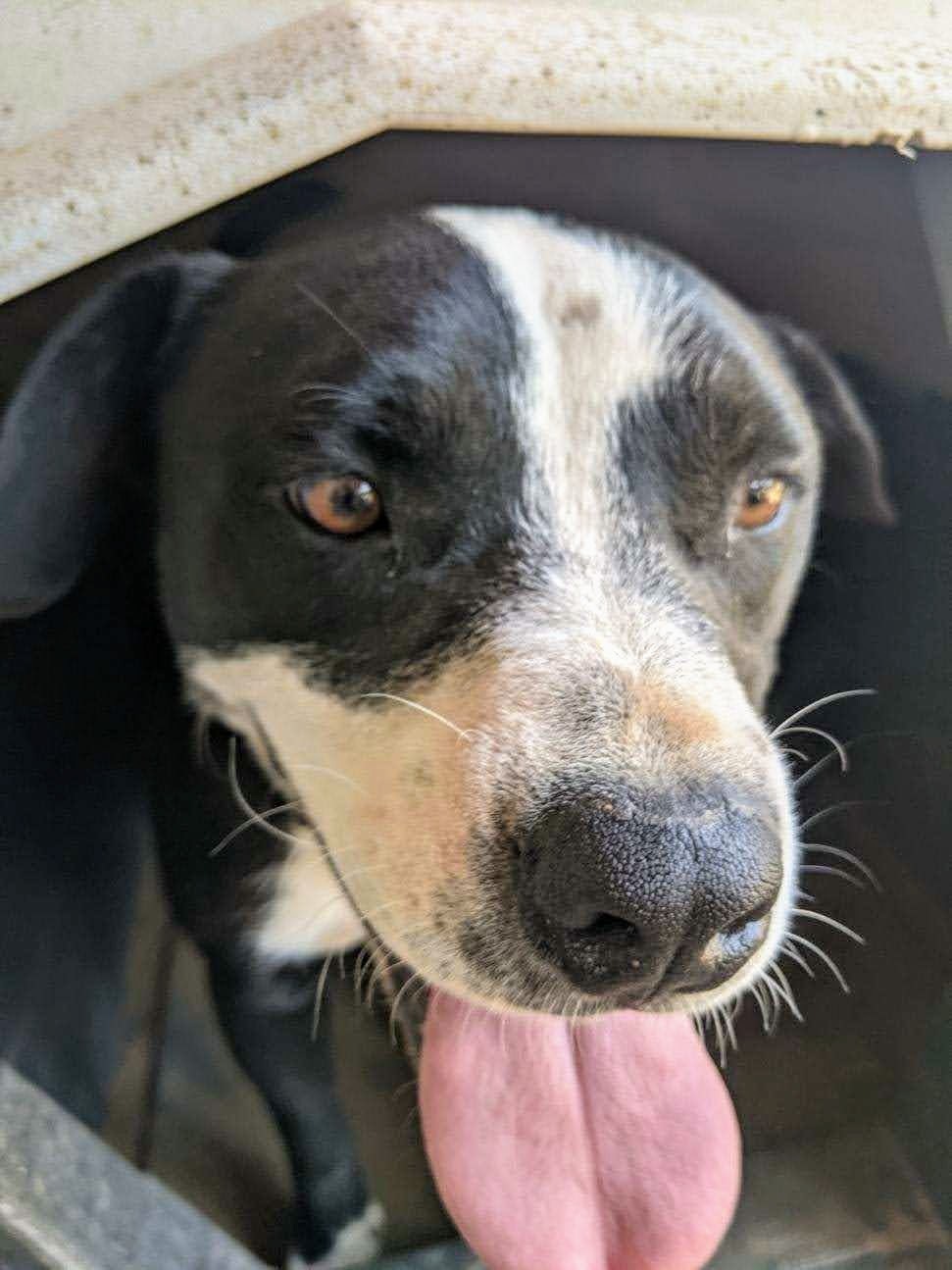Enlarge BUDDY, a Adoptable mixed breed in Pena Blanca, NM image 1/10