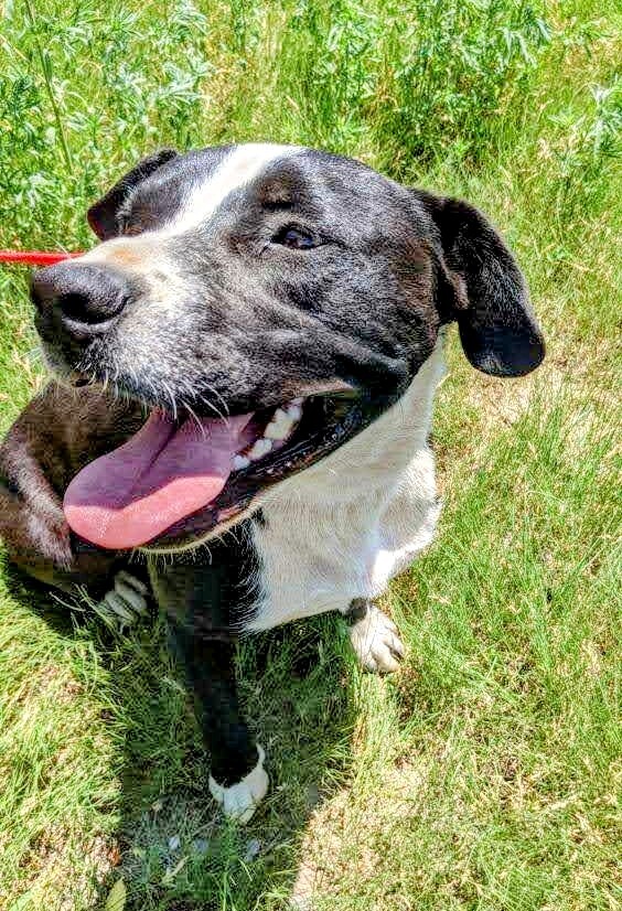 Enlarge BUDDY, a Adoptable mixed breed in Pena Blanca, NM image 2/10