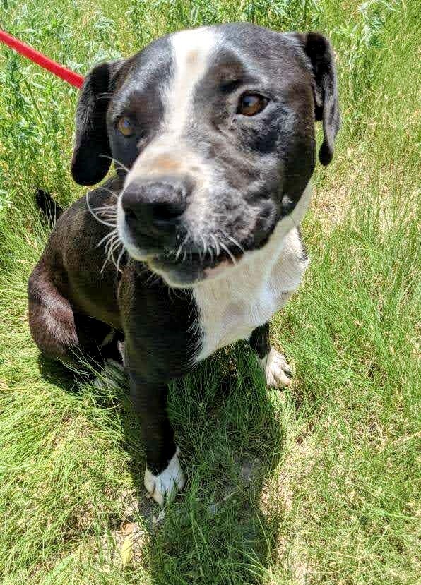 Enlarge BUDDY, a Adoptable mixed breed in Pena Blanca, NM image 3/10