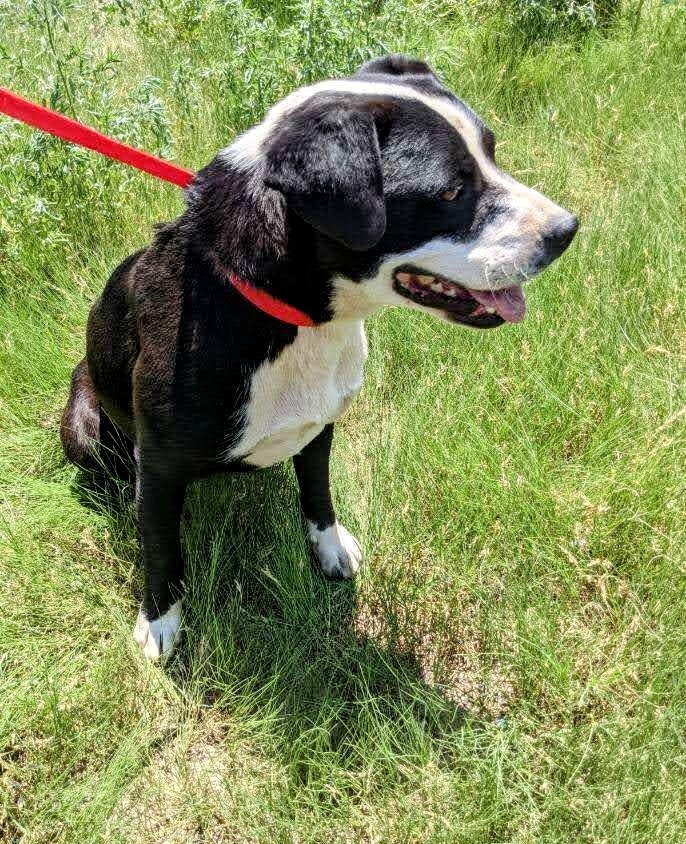 Enlarge BUDDY, a Adoptable mixed breed in Pena Blanca, NM image 4/10