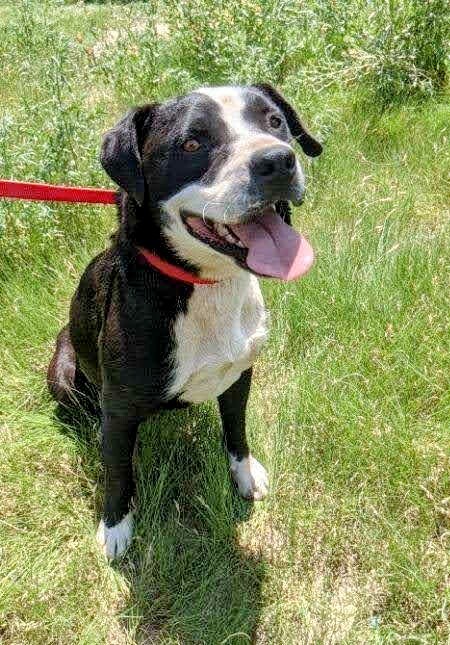 Enlarge BUDDY, a Adoptable mixed breed in Pena Blanca, NM image 5/10