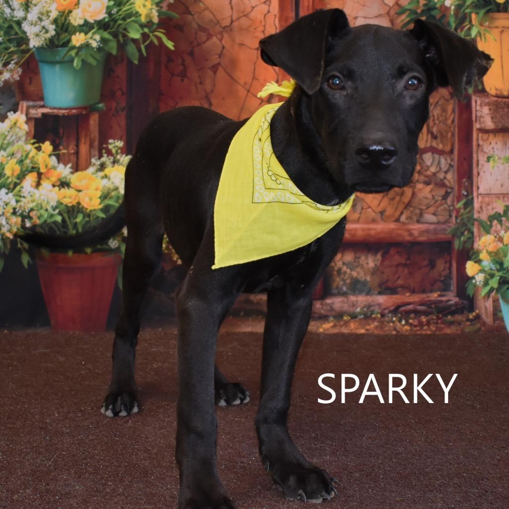 Sparky, Adoptable, Young Male Mixed Breed.