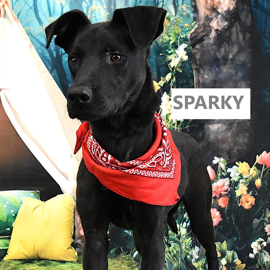 Sparky, Adoptable, Young Male Mixed Breed.