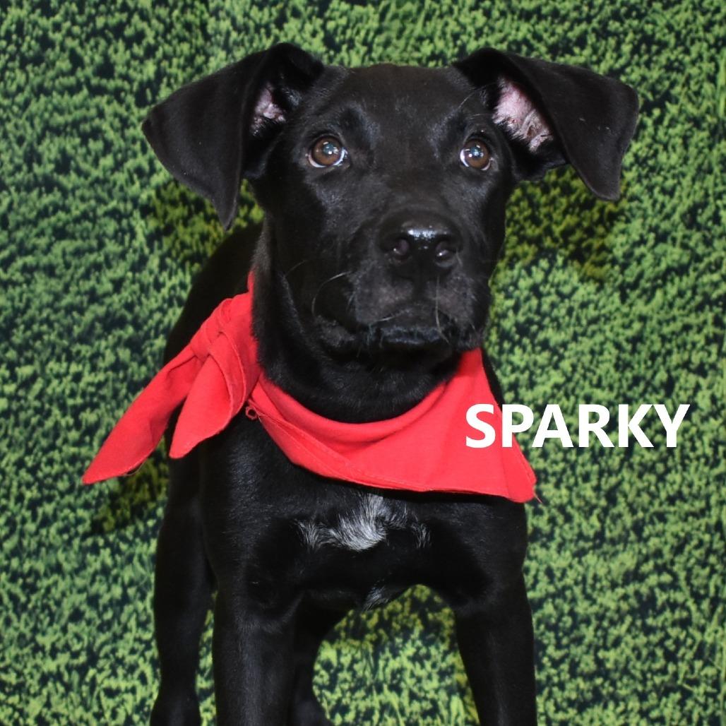 Sparky, a Adoptable Mixed Breed in Yuma, AZ image 3/3