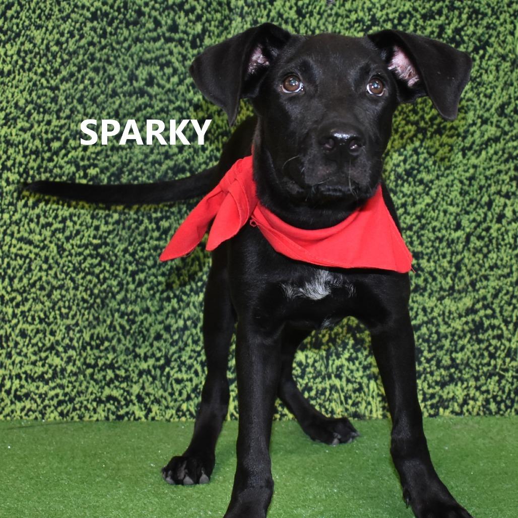 Sparky, a Adoptable Mixed Breed in Yuma, AZ image 3/3