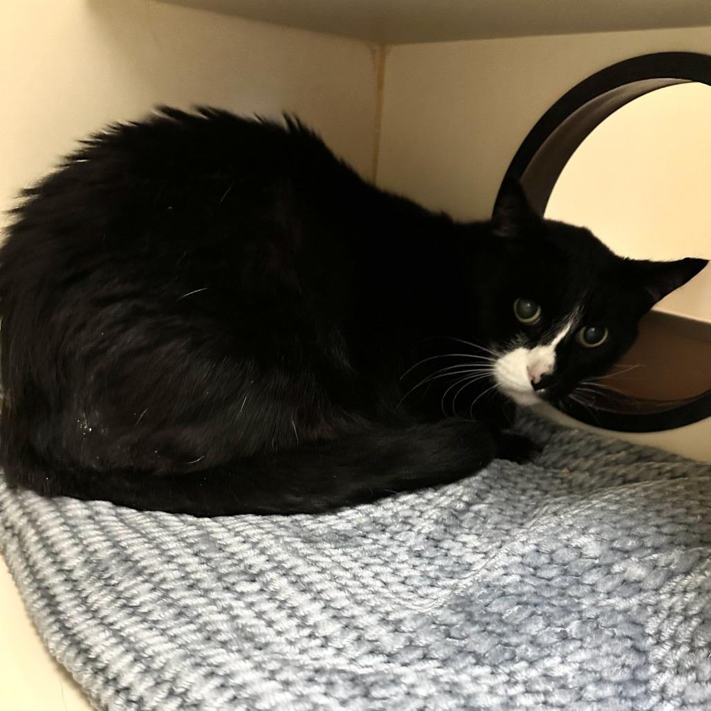Knuckles, Adoptable, Senior Male Domestic Short Hair.