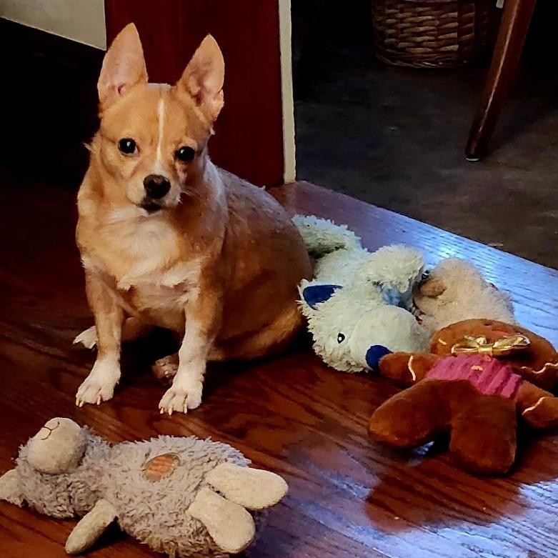 Enlarge Brooklyn *My Adoption is Pending!*, a Adoptable Mixed Breed in Wappingers Falls, NY image 1/3