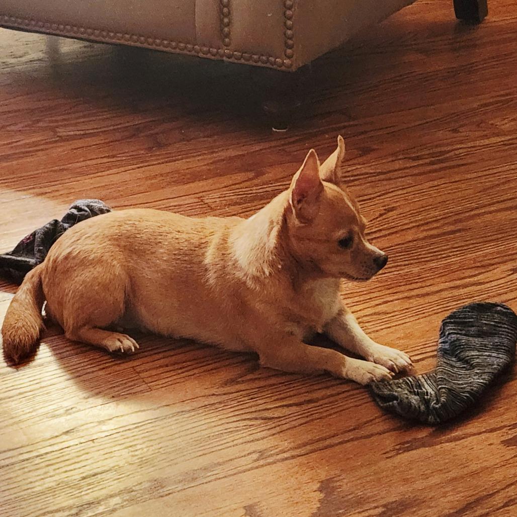 Enlarge Brooklyn *My Adoption is Pending!*, a Adoptable Mixed Breed in Wappingers Falls, NY image 2/3