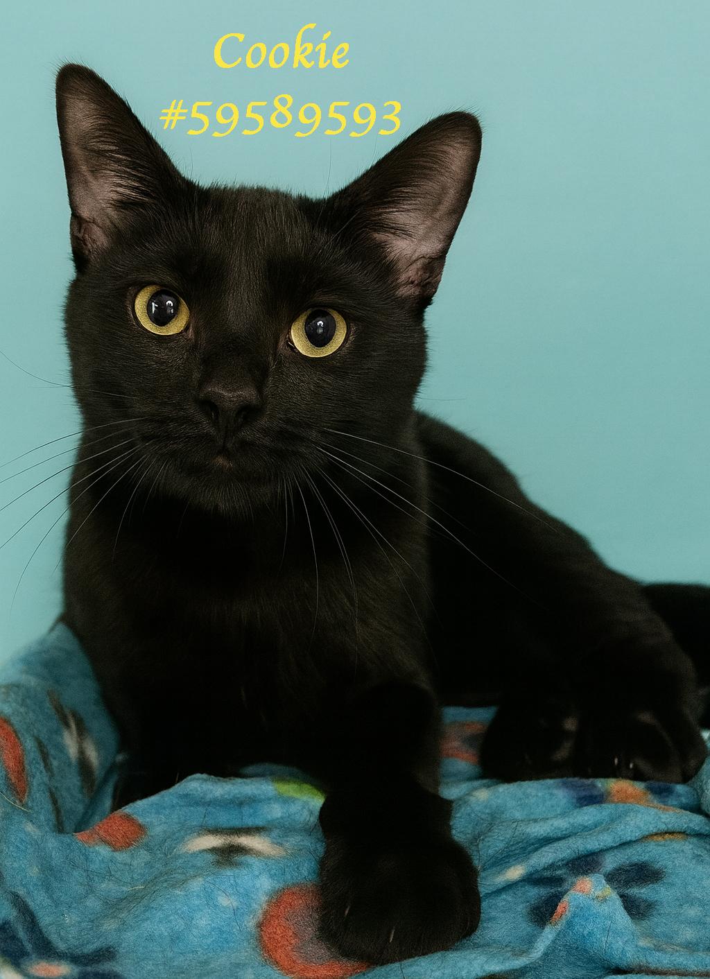 Enlarge Cookie , an adopted Domestic Short Hair in Wilkes Barre, PA image 1/1