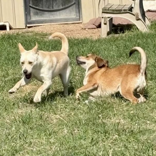 Ace, Adoptable, Young Male Carolina Dog.