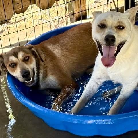 Enlarge Ace, a Adoptable mixed breed in Southaven , MS image 2/5