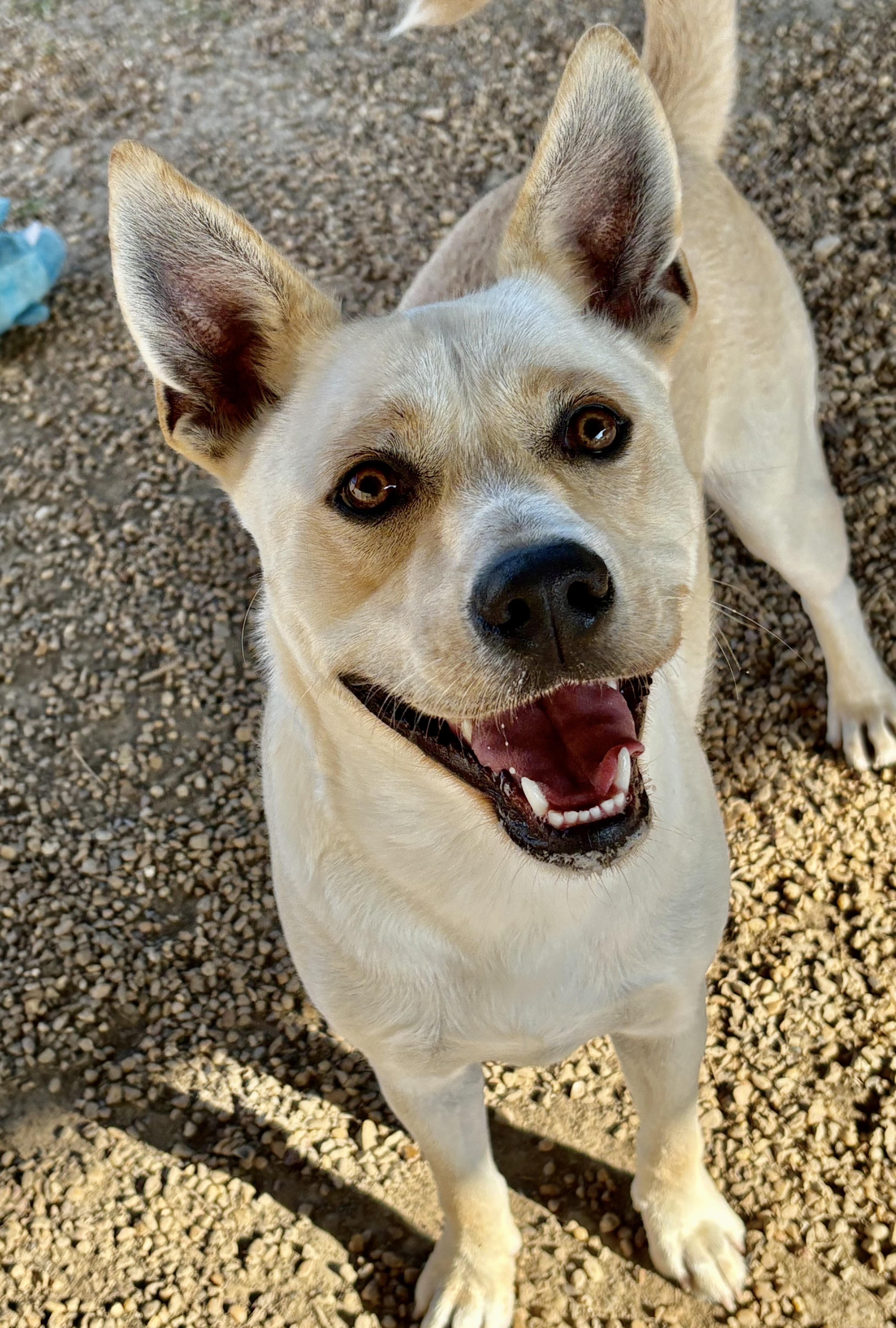 Enlarge Ace, a Adoptable mixed breed in Southaven , MS image 3/5