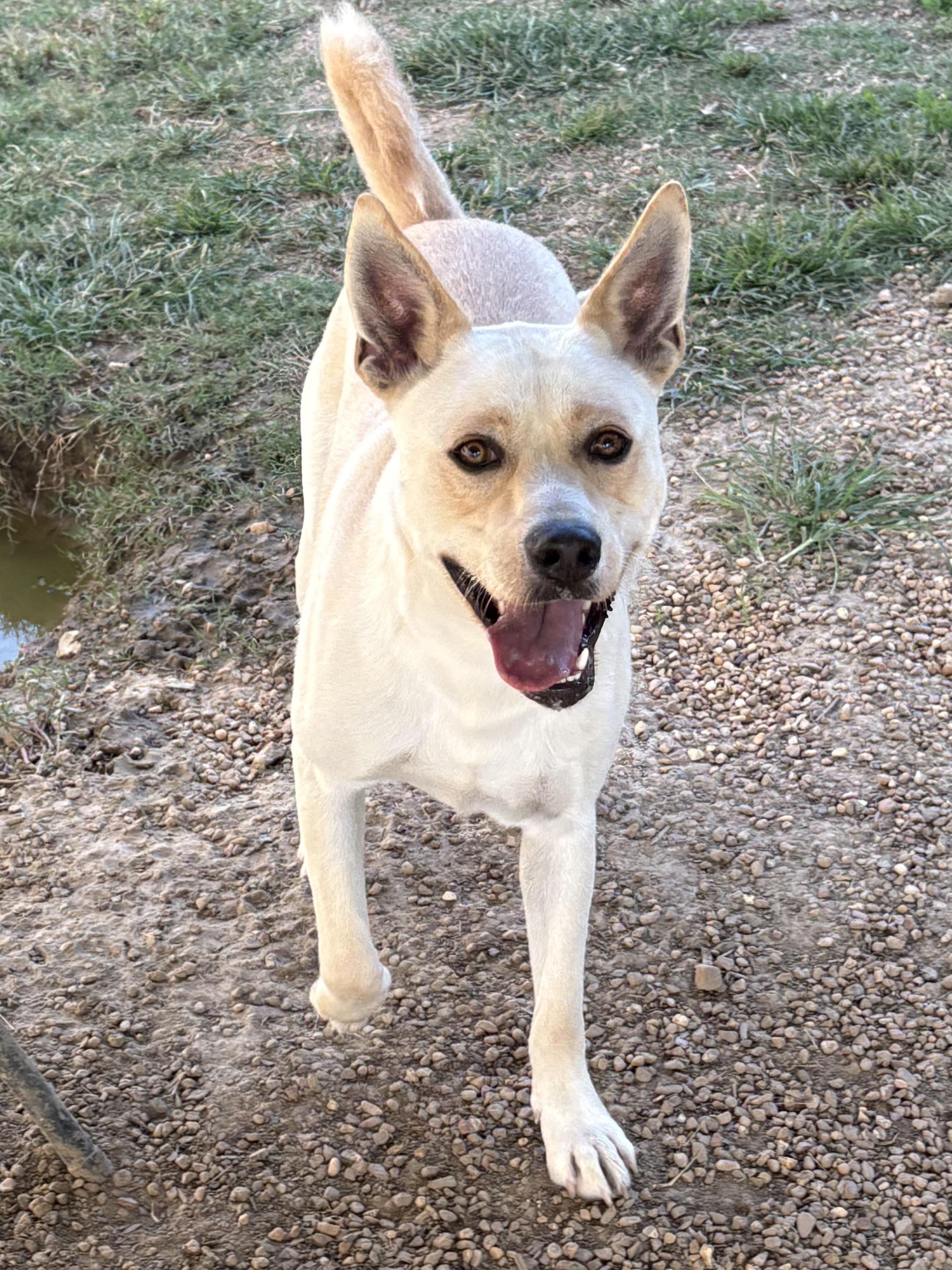 Enlarge Ace, a Adoptable mixed breed in Southaven , MS image 5/5