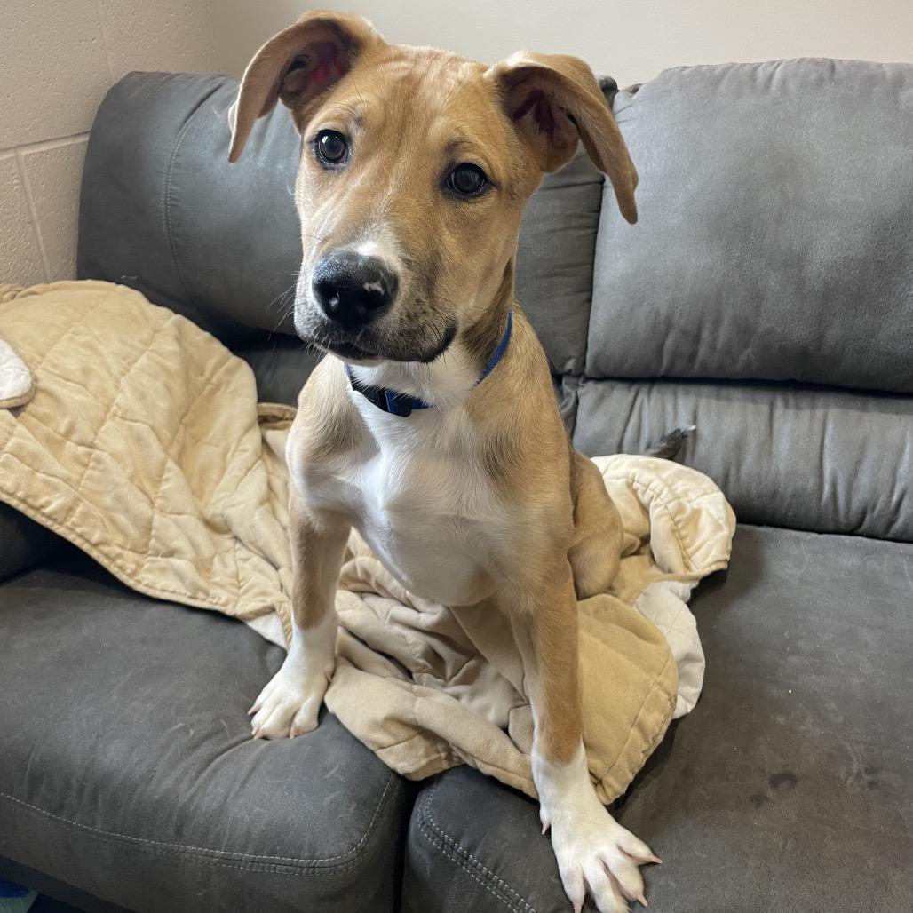 Lucky, Adoptable, Puppy Male German Shepherd Dog.