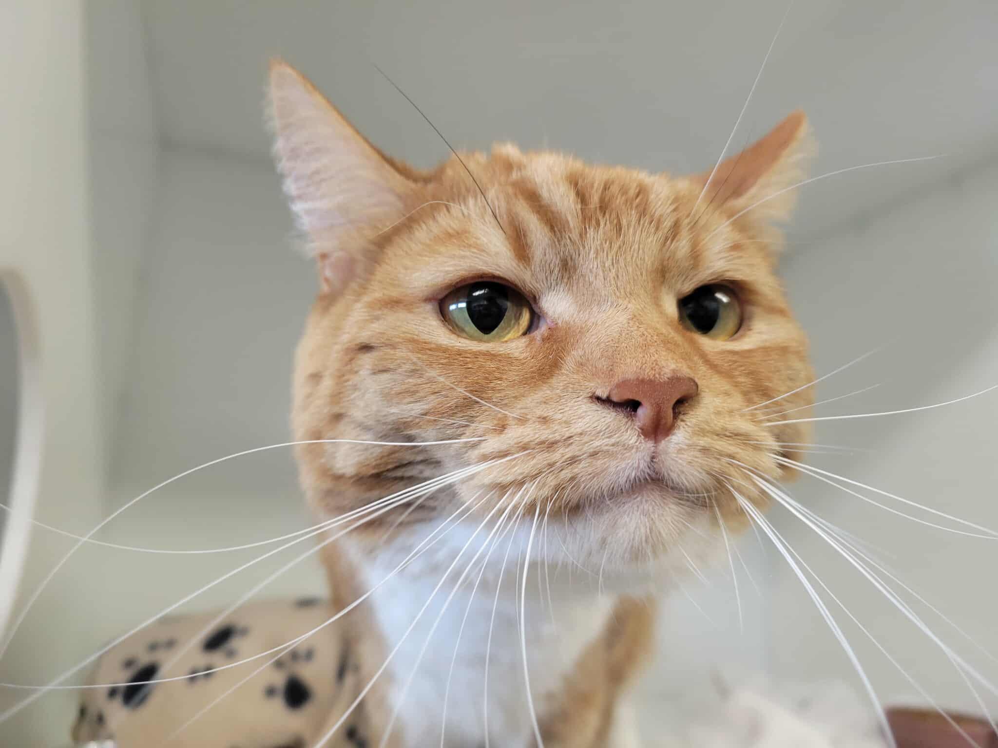 Canelle, Adoptable, Adult Female Domestic Short Hair.