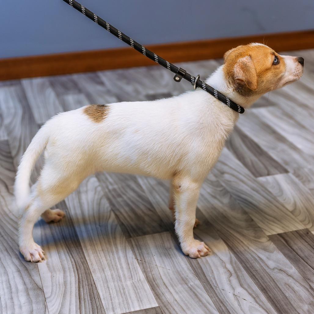 Morrie, a Adoptable mixed breed in Brainerd, MN image 1/6