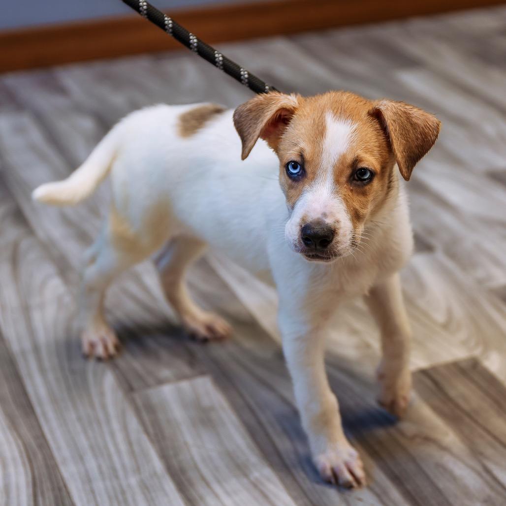 Morrie, a Adoptable mixed breed in Brainerd, MN image 2/6