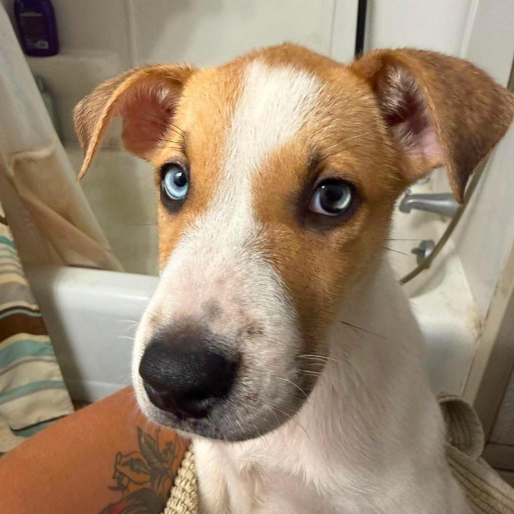 Morrie, a Adoptable mixed breed in Brainerd, MN image 3/6