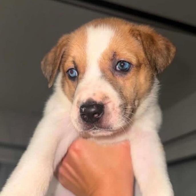 Morrie, a Adoptable mixed breed in Brainerd, MN image 4/6