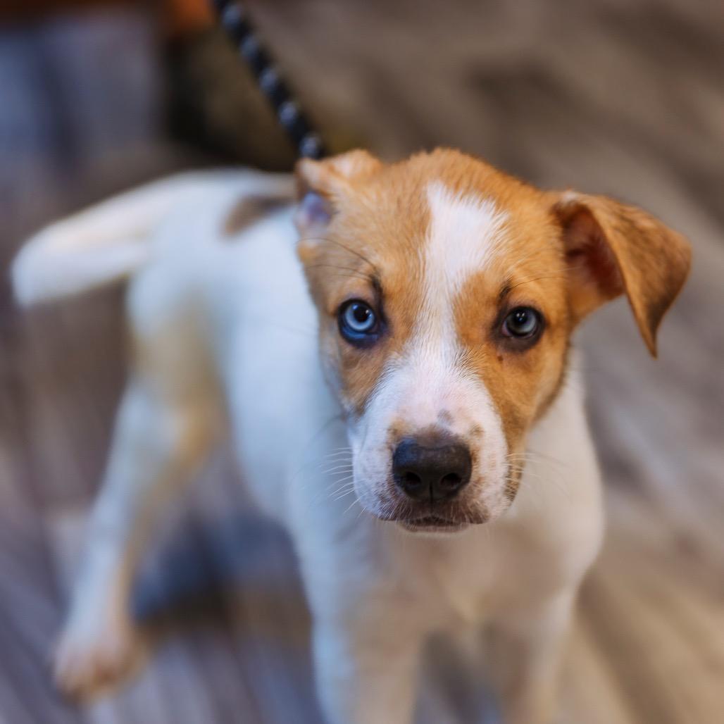 Morrie, a Adoptable mixed breed in Brainerd, MN image 5/6