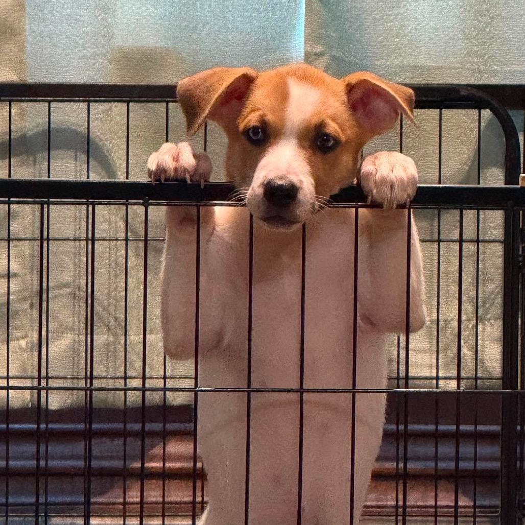 Morrie, a Adoptable mixed breed in Brainerd, MN image 6/6