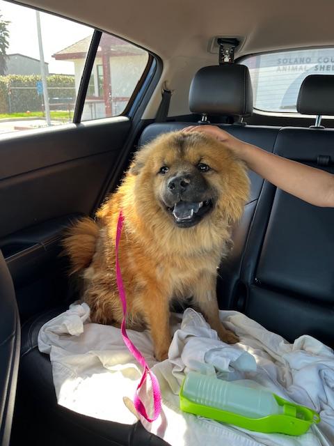 Princess!, ADOPTABLE, Young Female Chow Chow.