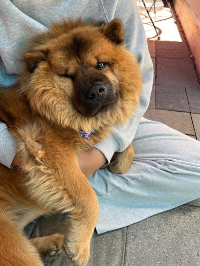 Princess!, a ADOPTABLE mixed breed in Sacramento, CA image 4/6