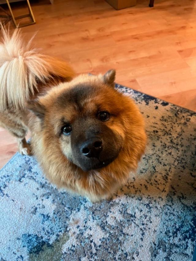Princess!, a ADOPTABLE mixed breed in Sacramento, CA image 3/6