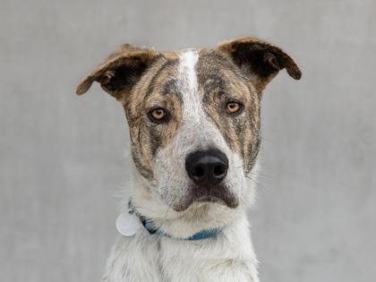 Henry, a Adoptable Mixed Breed in Longmont, CO image 1/2