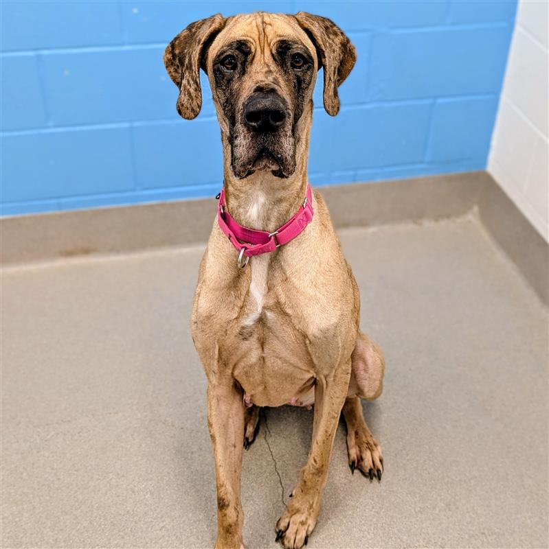 Enlarge Sadie, a ADOPTABLE Great Dane in Hilliard, OH image 1/2