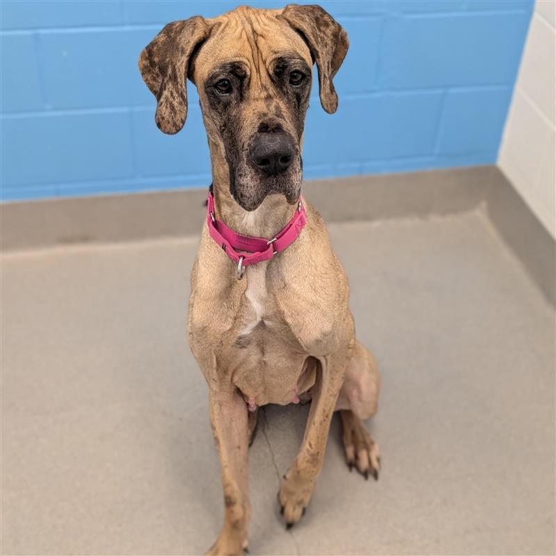 Enlarge Sadie, a ADOPTABLE Great Dane in Hilliard, OH image 2/2