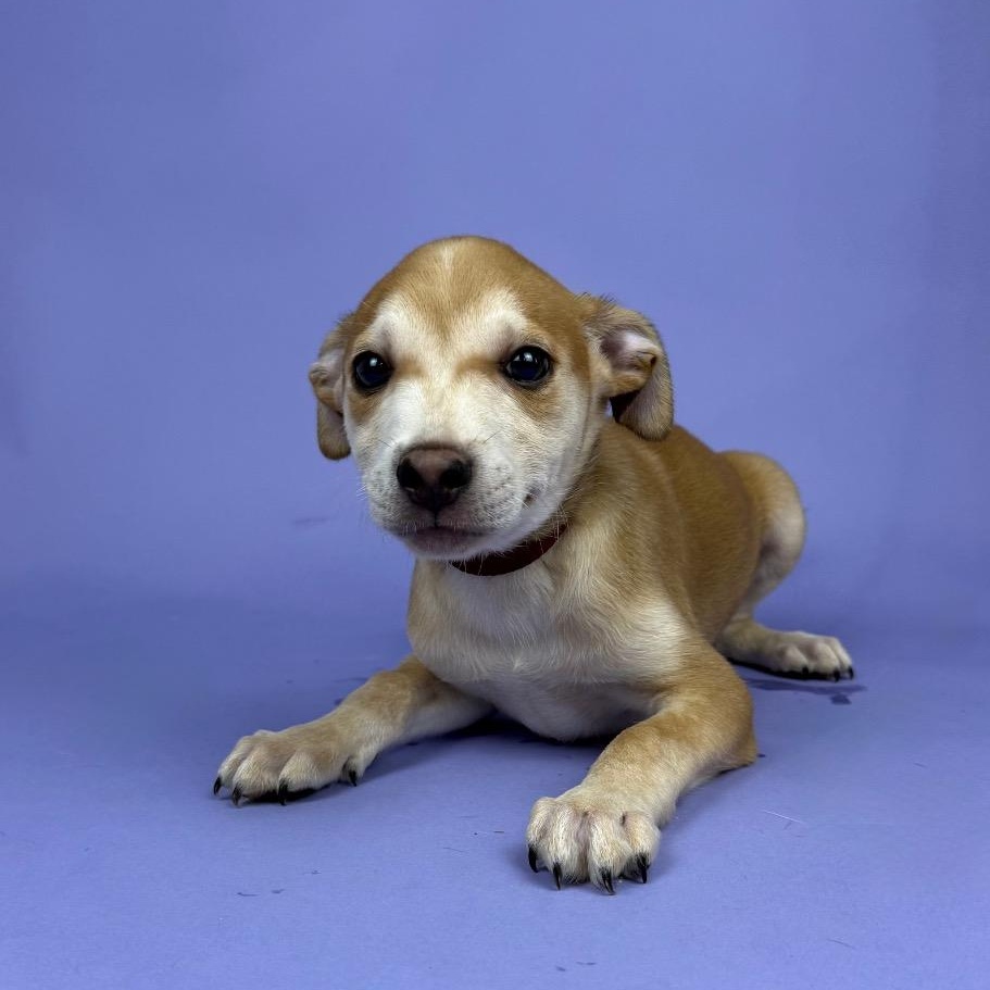 Enlarge Armstrong, a Adoptable mixed breed in Rocky Hill, CT image 2/2