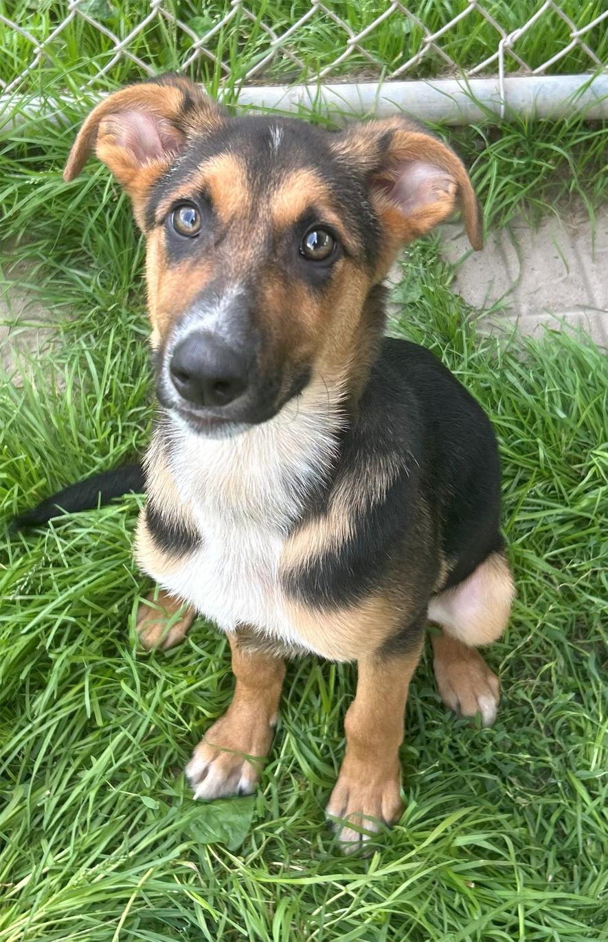 Rex