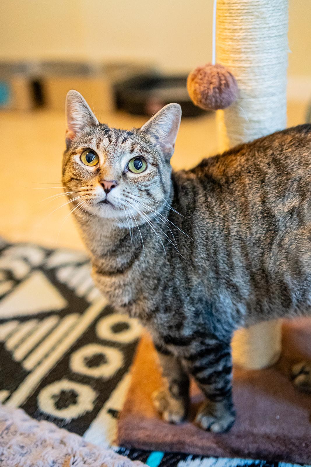 Enlarge Chickadee, a Adoptable Domestic Short Hair in Dellslow, WV image 5/6