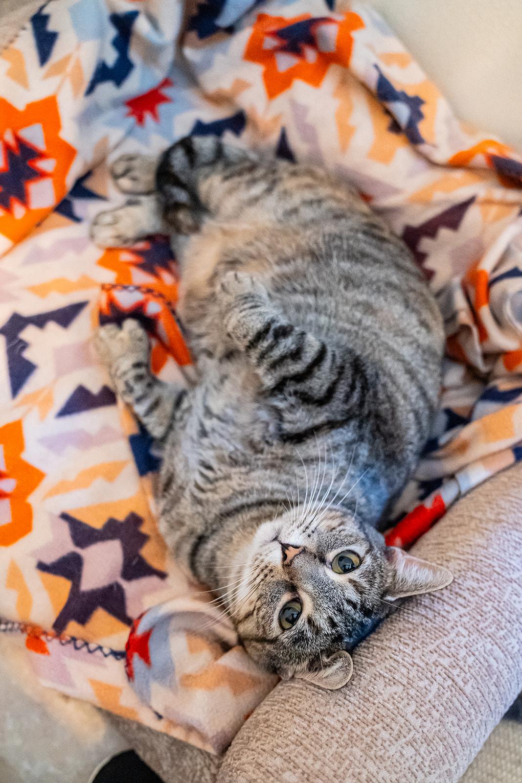Chickadee, Adoptable, Adult Female Domestic Short Hair.