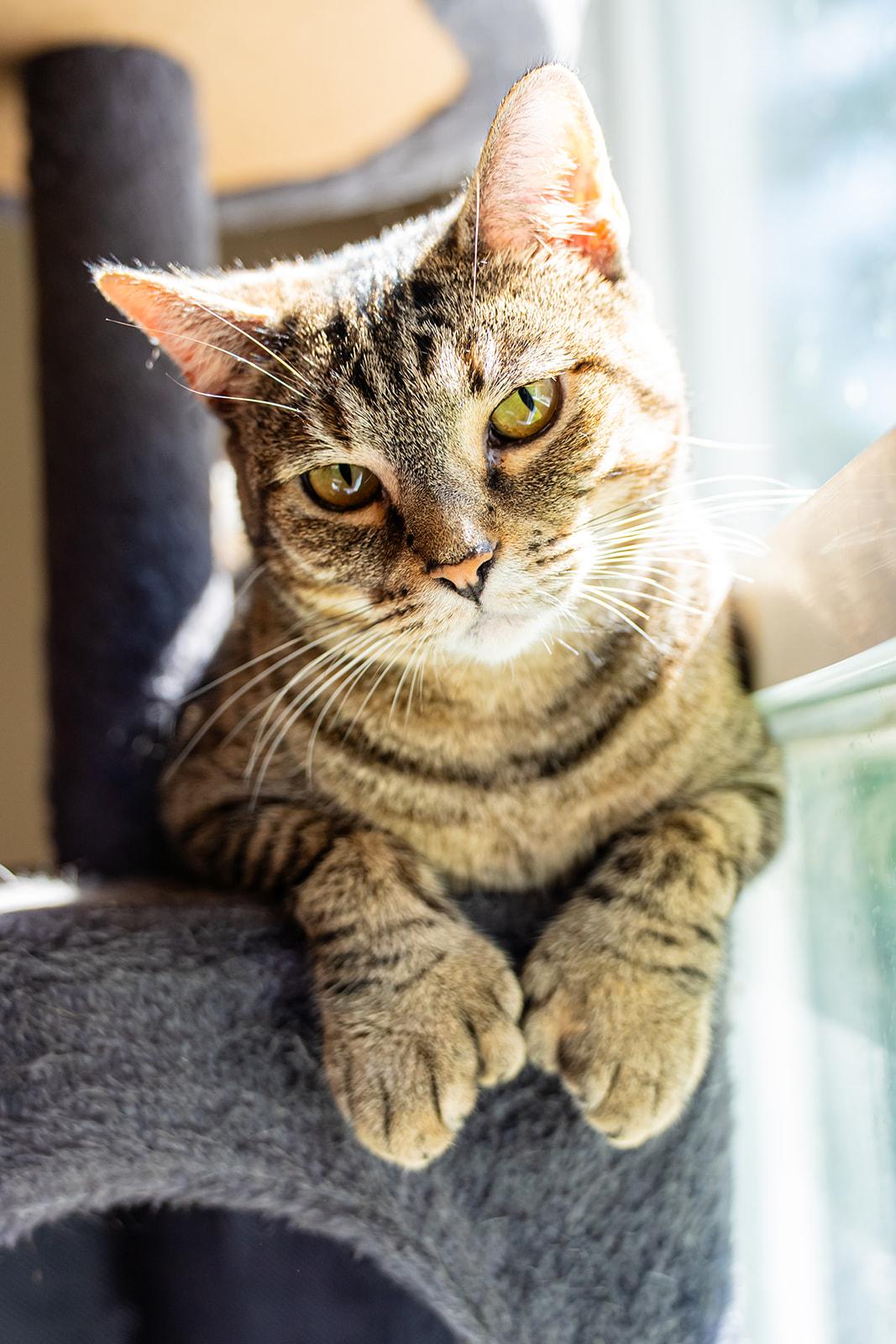Enlarge Chickadee, a Adoptable Domestic Short Hair in Dellslow, WV image 6/6