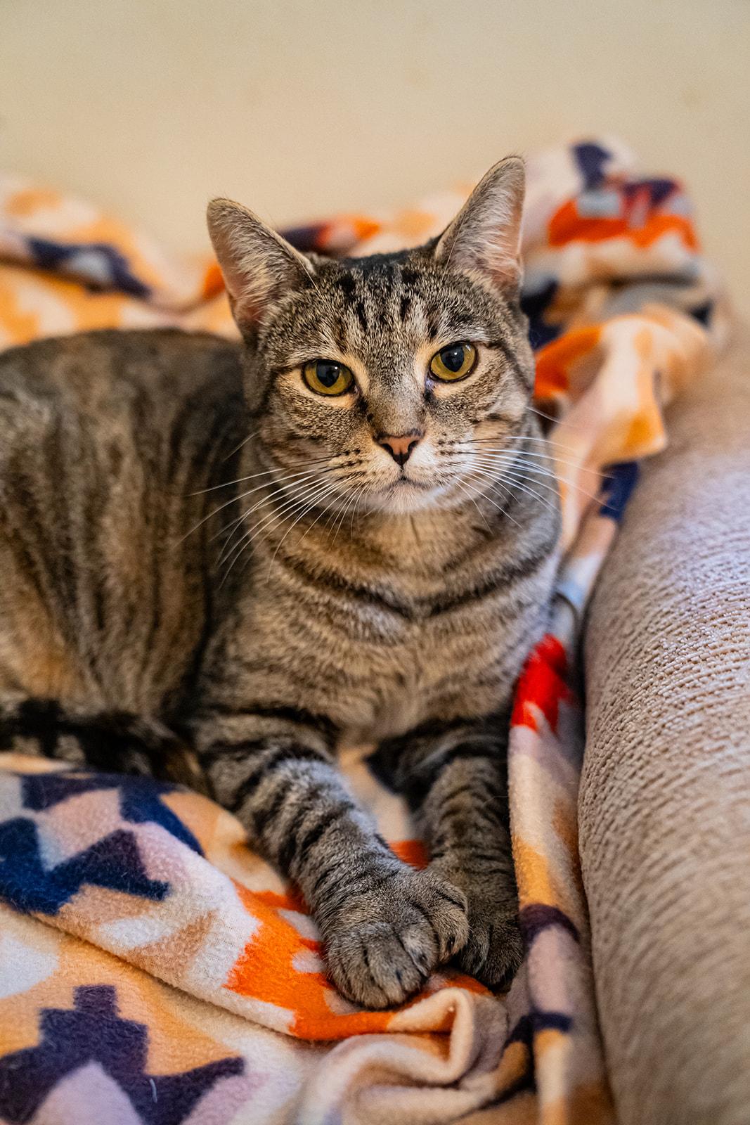 Enlarge Chickadee, a Adoptable Domestic Short Hair in Dellslow, WV image 3/6