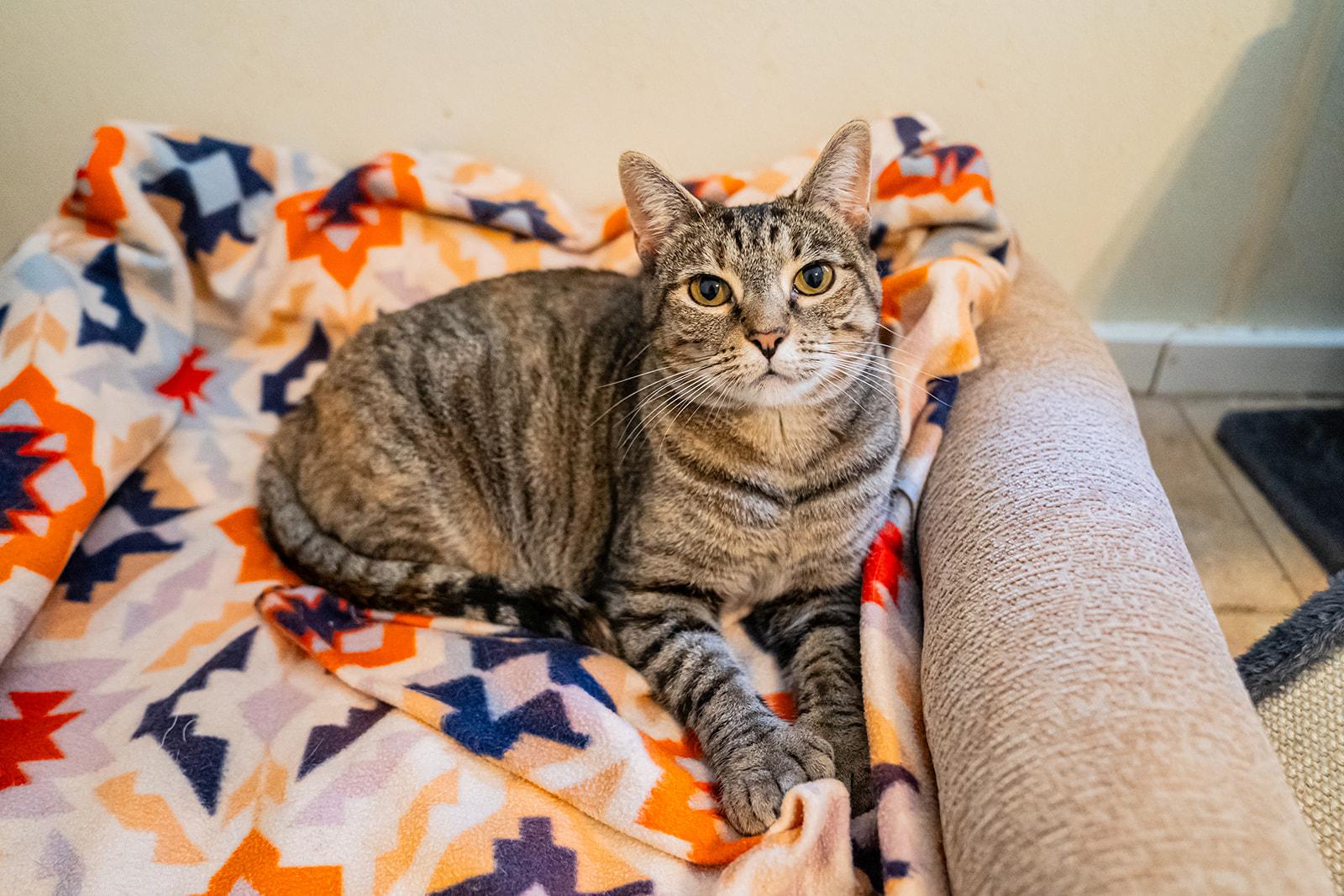 Enlarge Chickadee, a Adoptable Domestic Short Hair in Dellslow, WV image 2/6