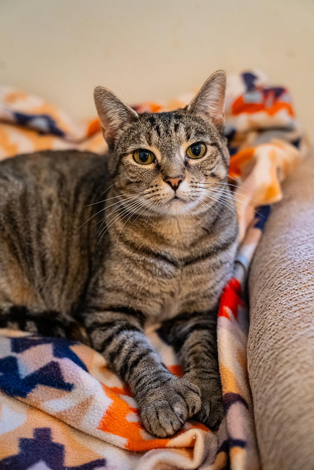 Enlarge Chickadee, a Adoptable Domestic Short Hair in Dellslow, WV image 4/6