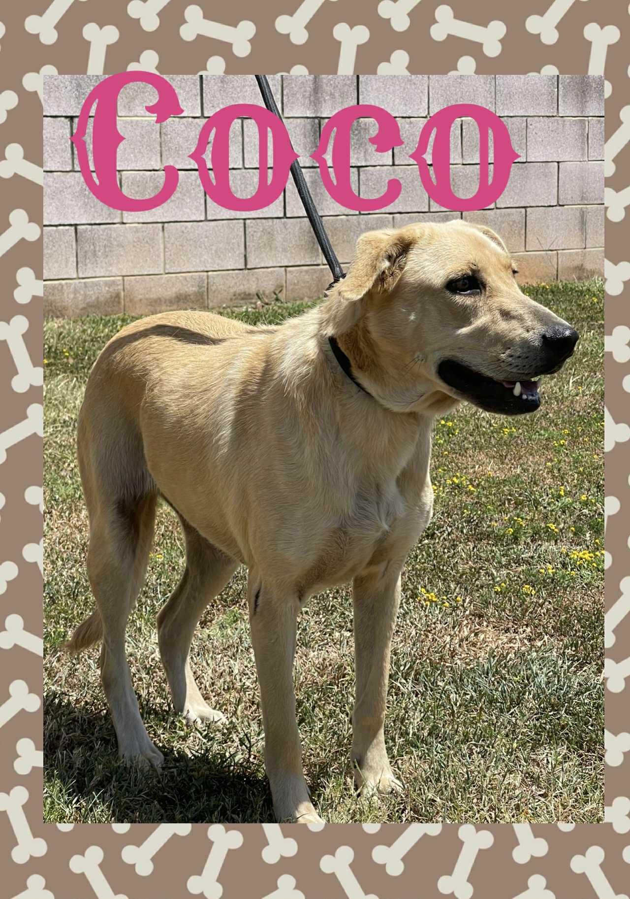 Coco, Adoptable, Adult Female Labrador Retriever.